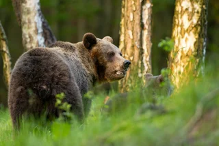 Brown bear in Slovakia. Photo: Shutterstock / Branislav Cerven