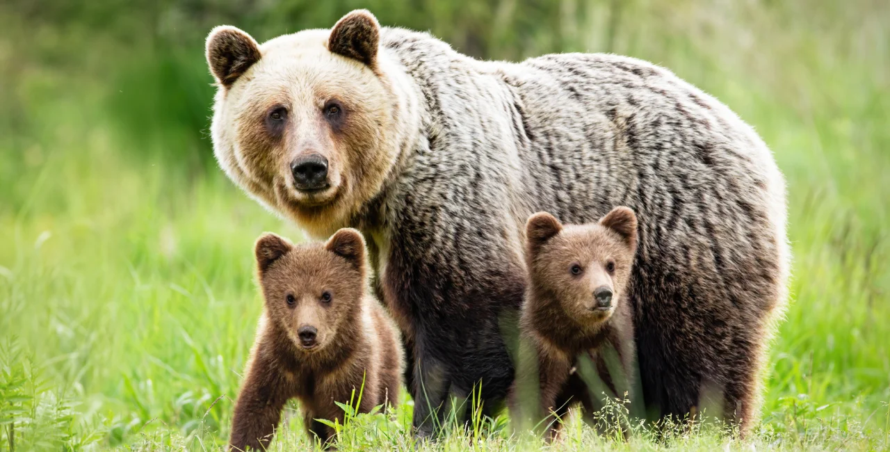 Brown bear with cubs. Photo: Shutterstock / WildMedia