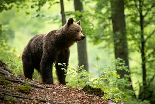 Illustrative image of a brown bear in Slovakia. Photo: iStock / JMrocek