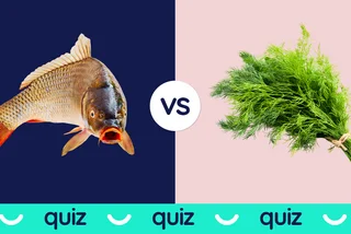 Confusing Czech word pairs: Test yourself on Czech Christmas traditions!