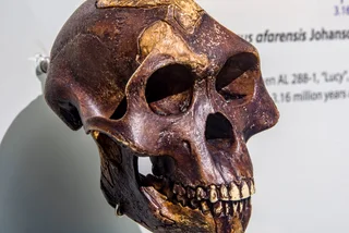 Prague's National Museum to display rare 'Lucy' skeleton for first time in Europe